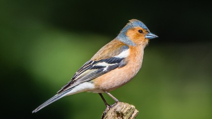Vogelzang als inspiratiebron voor componisten
